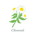 Bright and Beautiful Chamomile Flower or White Daisy Signs of Spring and Summer Royalty Free Stock Photo