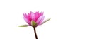 Bright and beautiful closed up Pink waterlily on isolated