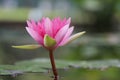 Bright and beautiful closed up Pink waterlily in the pond
