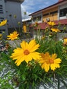 Bright beautiful Coreopsis lanceolata flower Royalty Free Stock Photo