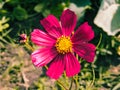 Bright and Beautiful Cosmos Flower.field of blooming pink flowers. Closeup image of beautiful flowers wall background. Royalty Free Stock Photo