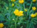 Bright and Beautiful Cosmos Flower.field of blooming yellow flowers. Closeup image of beautiful flowers wall background. Royalty Free Stock Photo