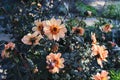 Bright beautiful dahlias bloom in autumn in gardens and parks