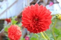 Bright beautiful dahlias bloom in autumn in gardens and parks
