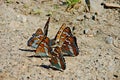 Bright and beautiful dance. Butterfly of Lentochnik poplary.