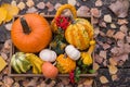 Bright beautiful decorative pumpkins on a table made of old wood in an autumn garden strewn with leaves. Royalty Free Stock Photo