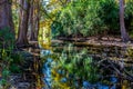 Bright Beautiful Fall Foliage on the Crystal Clear Frio River. Royalty Free Stock Photo