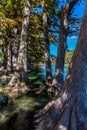 Bright Beautiful Fall Foliage on the Crystal Clear Frio River in Texas. Royalty Free Stock Photo