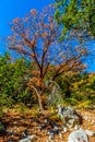 Bright Beautiful Fall Foliage on a Stunning Maple Tree Royalty Free Stock Photo