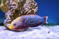 Bright beautiful fish Queen coris, Coris formosa swimming in aquarium Royalty Free Stock Photo