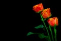 Bright and beautiful flaming red orange roses on dark background