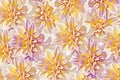 Bright beautiful background of bright colorful pink yellow purple dahlia flowers close up Royalty Free Stock Photo