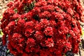 Bright beautiful flowering shrub with red flowers, flowers in the garden