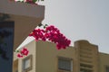 Bright beautiful flowers hanging from the balcony of the building against the background of a blurred high-rise building