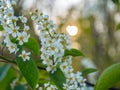 Bright beautiful flowers of lilac and cherry on green branches.