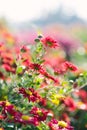 Bright beautiful flowers of red chrysanthemum that grows in the garden Royalty Free Stock Photo