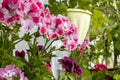 Bright beautiful flowers of royal geranium or pelargonium on a balcony or terrace, close-up