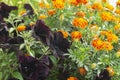 Bright flowerses on background of the green herb