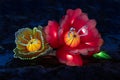 Chinese lanterns flowers cabbage at the festival