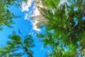 Bright beautiful green fern leaves against the clear blue sky Royalty Free Stock Photo