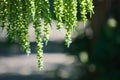 Bright, beautiful hanging group of green flower buds before opening, covered with spider webbing, from a palm plant in a lush Thai Royalty Free Stock Photo