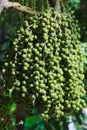 Bright, beautiful hanging group of green flower buds before opening, covered with spider webbing, from a palm plant in a lush Thai