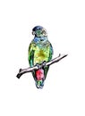 Bright beautiful illustration of a bird-a red-nosed parrot