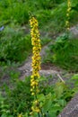 Bright beautiful inflorescence of the mullein plant