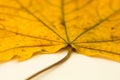 A large yellow leaf, shot close-up. Royalty Free Stock Photo