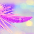 Bright beautiful macro. Purple feather close-up with water dew drop on colorful pastel background. Selective focus Royalty Free Stock Photo