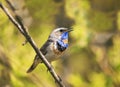 bright beautiful male Bluethroat bird sitting on a branch and