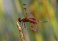 Calico Pennant dragonfly