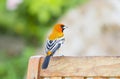 Bright & Beautiful Male Streak-backed Oriole Icterus pustulatus Perched on a Chair