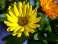 beautiful multicolored bouquet of calendula