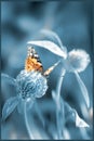 Bright beautiful orange butterfly on a monochrome floral blue background.