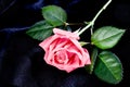 Bright beautiful pink rose Royalty Free Stock Photo