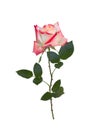 Bright beautiful pink rose