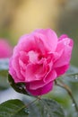 Bright beautiful pink rose Royalty Free Stock Photo