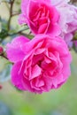 Bright beautiful pink rose Royalty Free Stock Photo