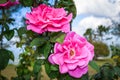Bright beautiful pink rose Royalty Free Stock Photo