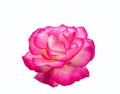 Bright beautiful pink rose Royalty Free Stock Photo