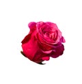 Bright beautiful pink rose Royalty Free Stock Photo
