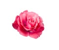 Bright beautiful pink rose Royalty Free Stock Photo