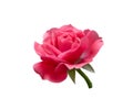 Bright beautiful pink rose Royalty Free Stock Photo