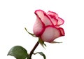 Bright beautiful pink rose Royalty Free Stock Photo