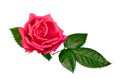 Bright beautiful pink rose Royalty Free Stock Photo