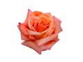 Bright beautiful pink rose Royalty Free Stock Photo