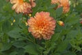 Bright beautiful pink yellow dahlia flower with a bud close-up on a background of green leaves in a flower garden Royalty Free Stock Photo