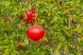 Bright beautiful pomegranate fruits hang on the branches of fruit platnation trees