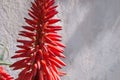 Bright beautiful red aloe flower Aloe Bellatula against a white wall in Nice Park. Useful medicinal plant. Succulents